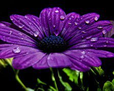 Схема вышивки «цветок»