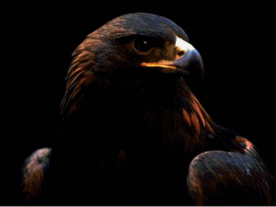 Сокол - сокол, птицы - предпросмотр