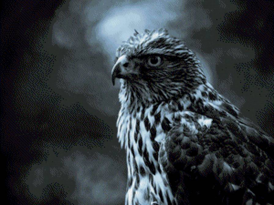 Сокол - сокол, птицы - предпросмотр