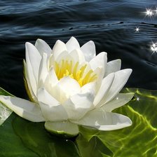 Схема вышивки «Кувшинка»