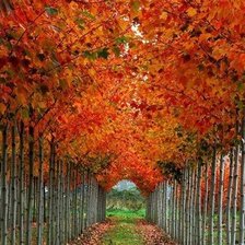 Осенняя тропа