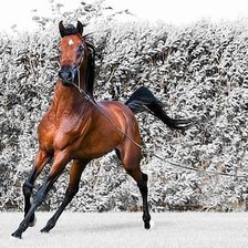 Схема вышивки «№557244»