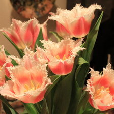 Схема вышивки «розовые_тюльпаны»