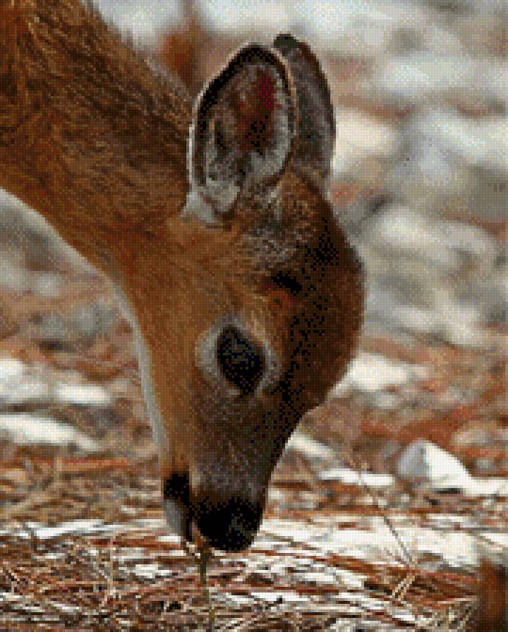 олененок - олень, животные - предпросмотр