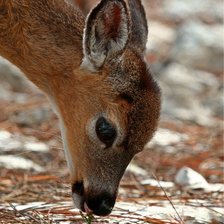Схема вышивки «олененок»