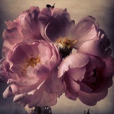 Схема вышивки «чайная роза»