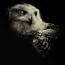 Схема вышивки «филин»