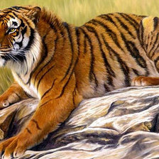 Схема вышивки «тигр»