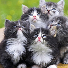 Схема вышивки «котята милашки»