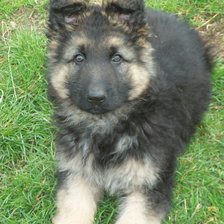 Схема вышивки «щенок»