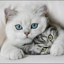 Схема вышивки «кошки»