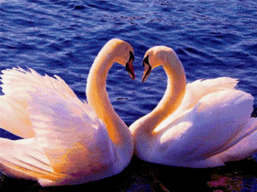 Лебеди - природа, пейзаж, лебеди, вода - предпросмотр