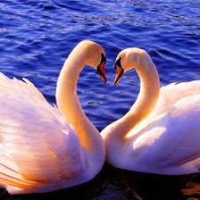 Схема вышивки «Лебеди»