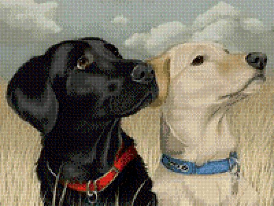 №557949 - животные, собаки - предпросмотр