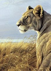 №557964 - природа, лев, животные - оригинал