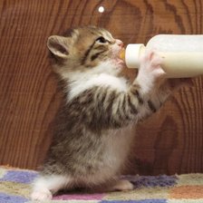 Схема вышивки «Котенок»