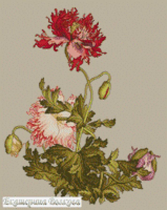 №558460 - предпросмотр