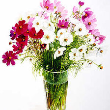 Схема вышивки «полевые цветы»