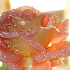 Схема вышивки «утренняя роза»