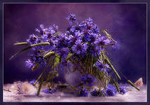 Схема вышивки «ВАСИЛЬКИ»