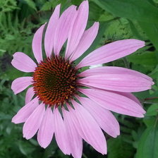 Схема вышивки «цветок рудбекия»