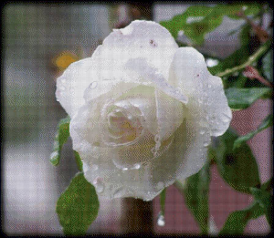 серия "розы" - цветы.розы - предпросмотр