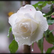 Схема вышивки «серия "розы"»