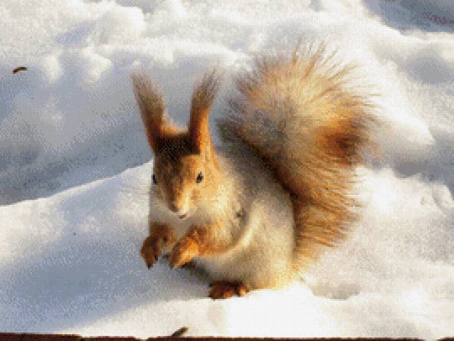 а вот и белочка - белка, белочка, природа, снег, животные, зима - предпросмотр