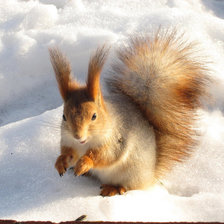 Схема вышивки «а вот и белочка»