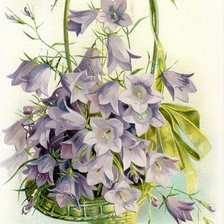 колокольчики