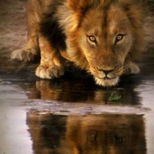 Схема вышивки «царь зверей»