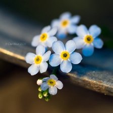 Схема вышивки «цветы»