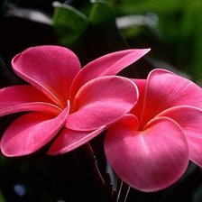 Схема вышивки «цветы»