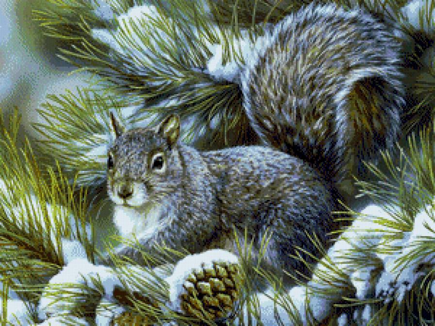 Белочка - зима, белка, пейзаж, природа - предпросмотр