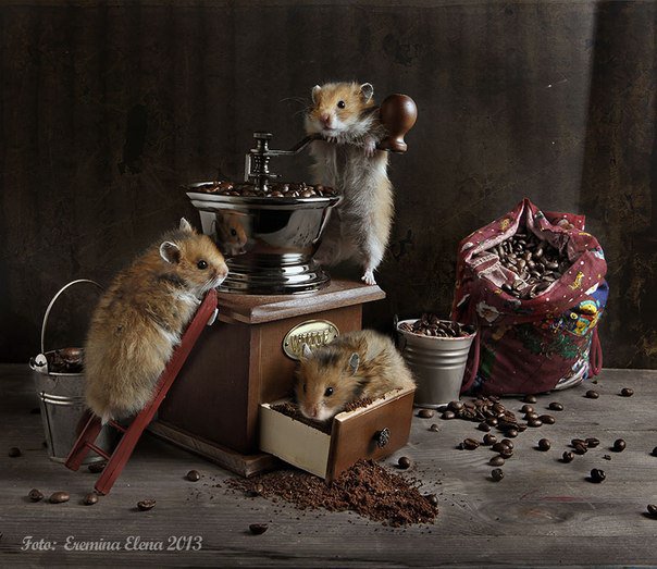 кофеманы - хомяки - оригинал