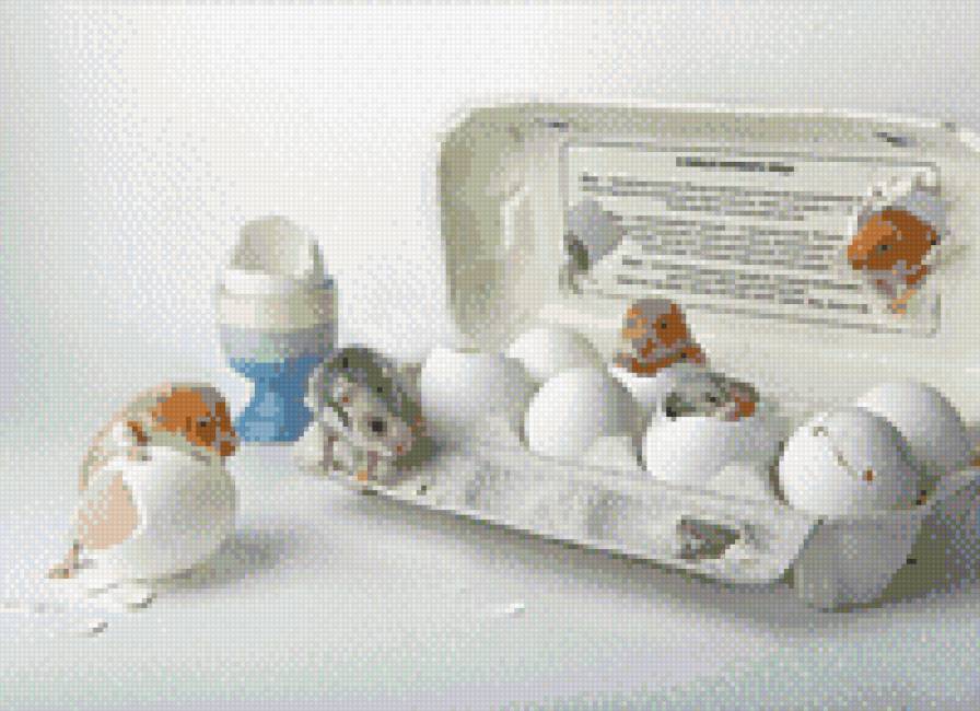 чудо - хомяки - предпросмотр