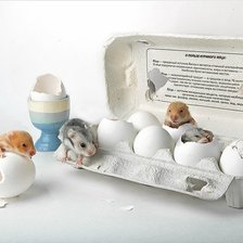 Схема вышивки «чудо»