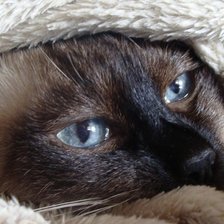 Схема вышивки «Моя кошка»