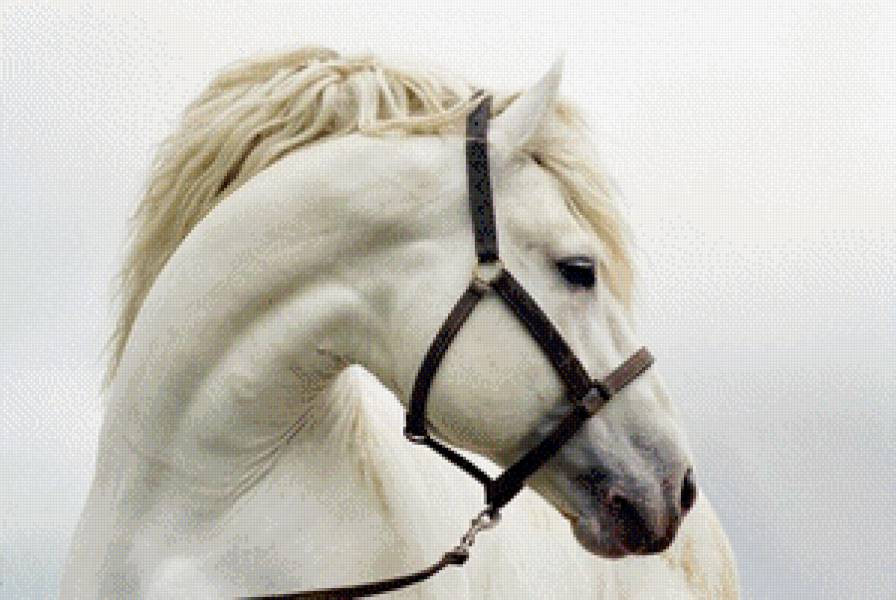 Белая лошадь - предпросмотр