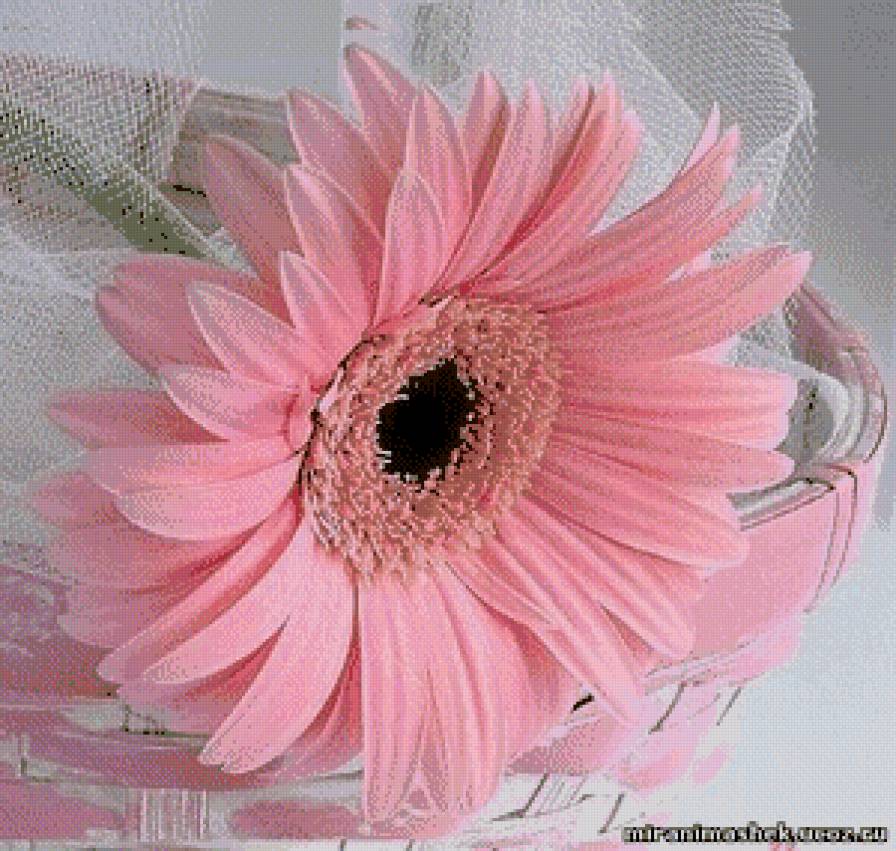 розовая гербера в карзиночке - картина цветы - предпросмотр