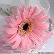 Схема вышивки «розовая гербера в карзиночке»