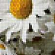 Предпросмотр схемы вышивки «Ромашки» (№560266)