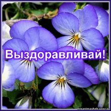 цветы пожелания