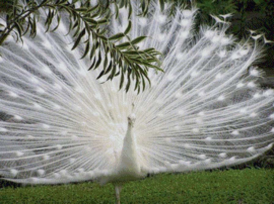 Павлин - павлин, альбинос, птицы - предпросмотр