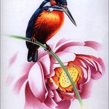 Схема вышивки «зимородок»