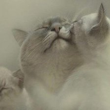 Схема вышивки «Кискина нежность»