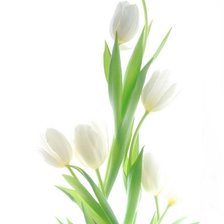 Схема вышивки «тюльпаны»