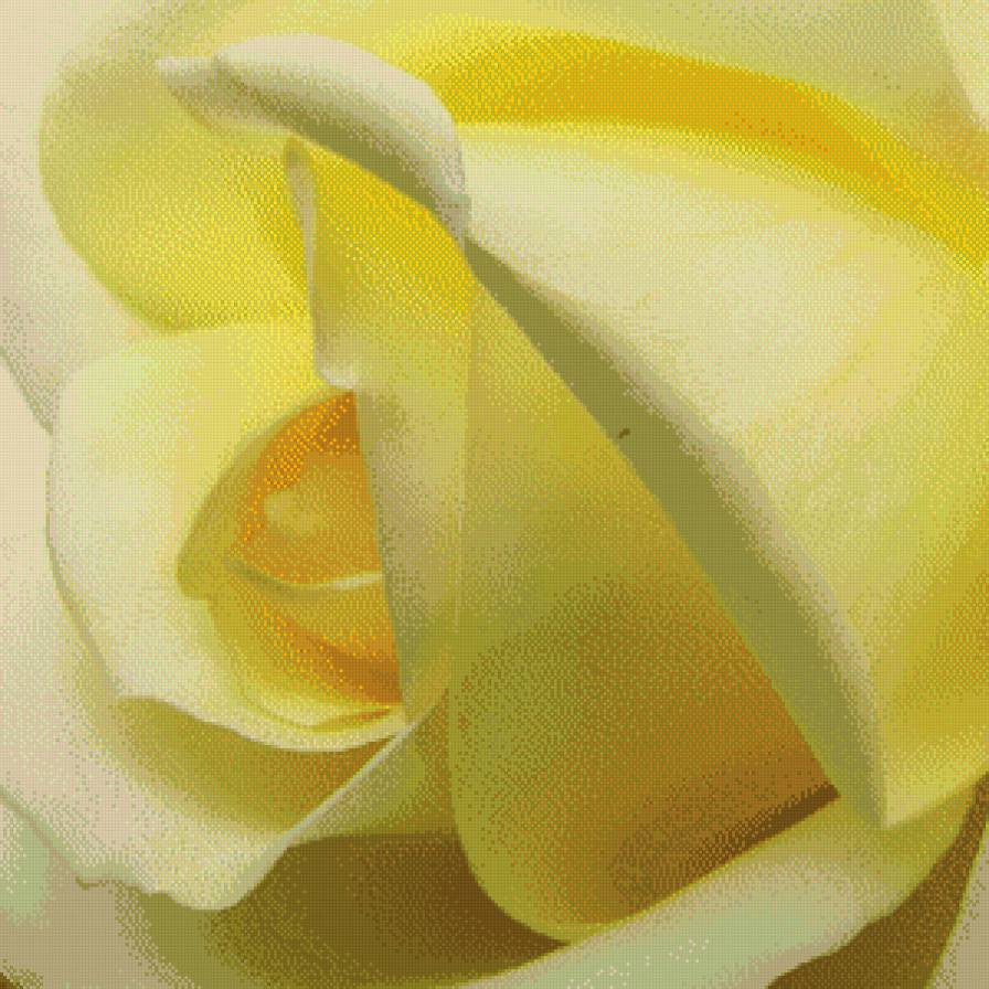 жёлтая роза - лепесток, цветок, желтая, роза, цветы, букет - предпросмотр