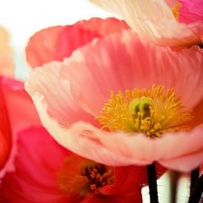 Схема вышивки «маки»