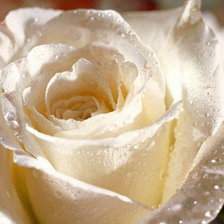 Схема вышивки «роса на розе»